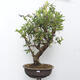 Venkovní bonsai - kanadská borůvka - Vaccinium corymbosum - 1/5