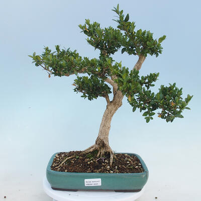Venkovní bonsai - Buxus microphylla - zimostráz - 1