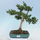 Venkovní bonsai - Buxus microphylla - zimostráz - 1/5