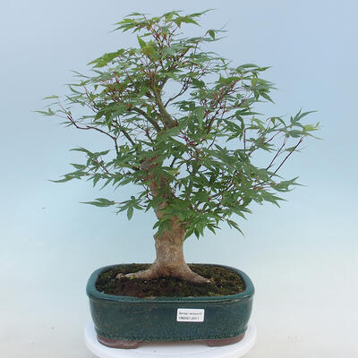 Acer palmatum  - Javor dlanitolistý - 1