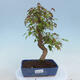 Venkovní bonsai - Javor Buergerianum - Javor Burgerův - 1/4