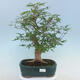 Acer palmatum  - Javor dlanitolistý - 1/5