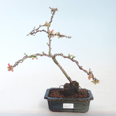 Venkovní bonsai - Chaenomeles spec. Rubra - Kdoulovec VB2020-141 - 1