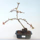 Venkovní bonsai - Chaenomeles spec. Rubra - Kdoulovec VB2020-141 - 1/3