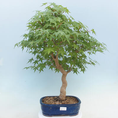 Acer palmatum  - Javor dlanitolistý - 1
