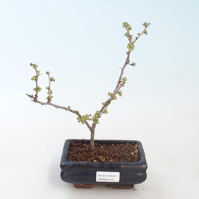 Venkovní bonsai - Chaenomeles sup. jet trail - Kdoulovec bílý VB2020-153 - 1