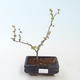 Venkovní bonsai - Chaenomeles sup. jet trail - Kdoulovec bílý VB2020-153 - 1/4