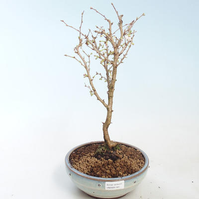Venkovní bonsai - Prunus in Kojonno mai-Slivio - Slivoň VB2020-160 - 1