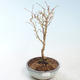 Venkovní bonsai - Prunus in Kojonno mai-Slivio - Slivoň VB2020-160 - 1/2
