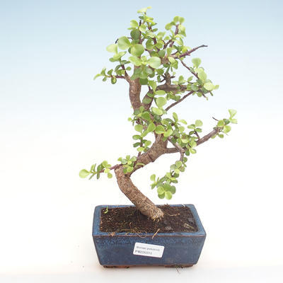 Pokojová bonsai - Portulakaria Afra - Tlustice PB220315 - 1