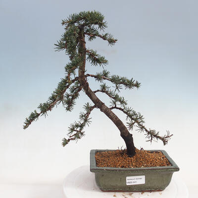 Venkovní bonsai - Cedrus Libani Brevifolia - Cedr zelený - 1