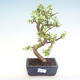Pokojová bonsai - Portulakaria Afra - Tlustice PB220315 - 1/2