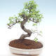 Pokojová bonsai - Ulmus parvifolia - Malolistý jilm PB22021 - 1/3