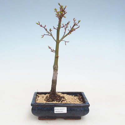 Venkovní bonsai - Acer palmatum SHISHIGASHIRA- Javor malolistý VB2020-247 - 1