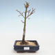 Venkovní bonsai - Acer palmatum SHISHIGASHIRA- Javor malolistý VB2020-247 - 1/3