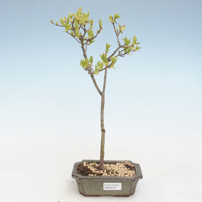 Venkovní bonsai - Acer ginala - Javor ohnivý VB2020-251