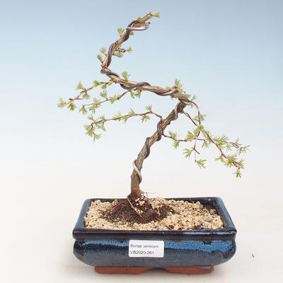 Venkovní bonsai -Larix decidua - Modřín opadavý VB2020-261