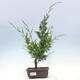 Venkovní bonsai - Juniperus chinensis Itoigawa-Jalovec čínský - 1/4