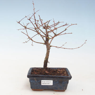 Venkovní bonsai - Metasequoia glyptostroboides - Metasekvoje čínská VB2020-262 - 1