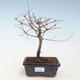 Venkovní bonsai - Metasequoia glyptostroboides - Metasekvoje čínská VB2020-262 - 1/2