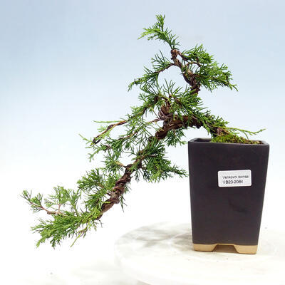 Venkovní bonsai - Juniperus chinensis Itoigawa-Jalovec čínský - 1