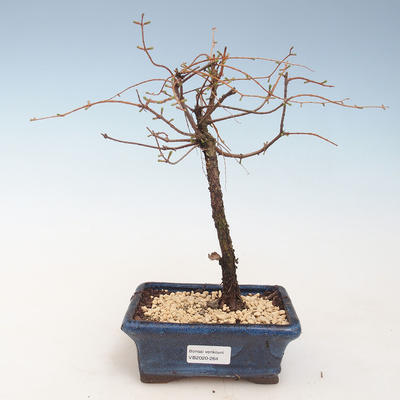 Venkovní bonsai - Metasequoia glyptostroboides - Metasekvoje čínská VB2020-264 - 1
