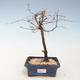 Venkovní bonsai - Metasequoia glyptostroboides - Metasekvoje čínská VB2020-264 - 1/2