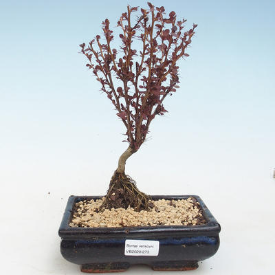 Venkovní bonsai - Berberis thunbergii Atropurpureum  - Dřištál VB2020-273 - 1