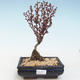 Venkovní bonsai - Berberis thunbergii Atropurpureum  - Dřištál VB2020-273 - 1/2