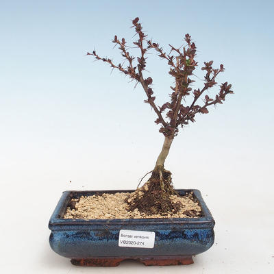 Venkovní bonsai - Berberis thunbergii Atropurpureum  - Dřištál VB2020-274 - 1