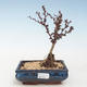 Venkovní bonsai - Berberis thunbergii Atropurpureum  - Dřištál VB2020-274 - 1/2