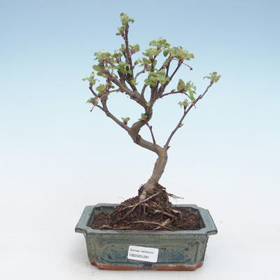 Venkovní bonsai - Malus halliana -  Maloplodá jabloň VB2020-281 - 1