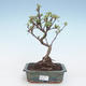 Venkovní bonsai - Malus halliana -  Maloplodá jabloň VB2020-281 - 1/4