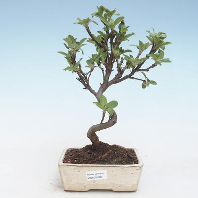 Venkovní bonsai - Malus halliana -  Maloplodá jabloň VB2020-282 - 1