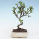 Venkovní bonsai - Malus halliana -  Maloplodá jabloň VB2020-282 - 1/4