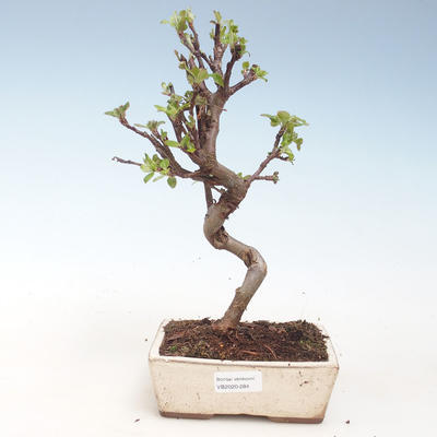 Venkovní bonsai - Malus halliana -  Maloplodá jabloň VB2020-284 - 1