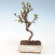 Venkovní bonsai - Malus halliana -  Maloplodá jabloň VB2020-284 - 1/4