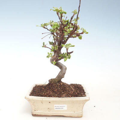 Venkovní bonsai - Malus halliana -  Maloplodá jabloň VB2020-291 - 1