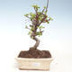 Venkovní bonsai - Malus halliana -  Maloplodá jabloň VB2020-291 - 1/4