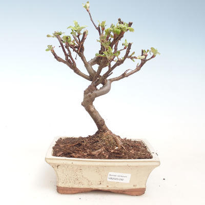 Venkovní bonsai - Malus halliana -  Maloplodá jabloň VB2020-292 - 1