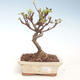 Venkovní bonsai - Malus halliana -  Maloplodá jabloň VB2020-292 - 1/4