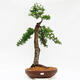 Venkovní bonsai -Larix decidua - Modřín opadavý  - Pouze paletová přeprava - 1/4