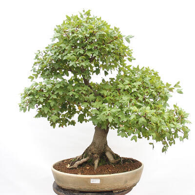 Venkovní bonsai - Javor Francouzský - Acer Nonspessulanum - 1