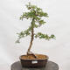 Venkovní bonsai - Hloh - Crataegus monogyna - 1/5