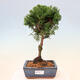 Venkovní bonsai - Cham.pis obtusa Nana Gracilis - Cypřišek - 1/2