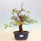 Venkovní  bonsai -  Pseudocydonia sinensis - Kdouloň čínská - 1/7