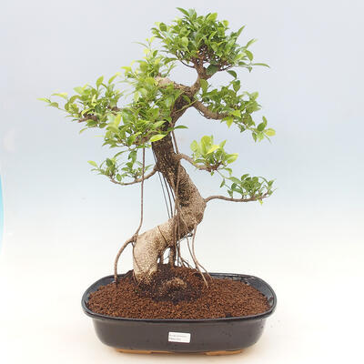 Pokojová bonsai - Ficus kimmen -  malolistý fíkus - 1