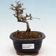Venkovní bonsai - Ligustrum obtusifolium - Ptačí zob tupolistý - 1/5