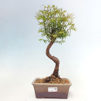 Venkovní bonsai - Metasequoia glyptostroboides - Metasekvoje čínská - 1