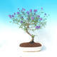 Pokojová bonsai - Solanum rantonnetii - Hořcový stromek - 1/2